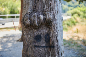 Fototapeta premium a tree with a felt-tip pen painted trunk