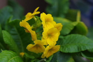 Fototapeta premium 黄色い小さな可愛い花弁のお花