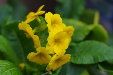 Fototapeta premium 黄色い小さな可愛い花弁のお花