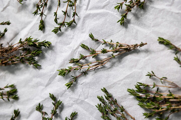 Thyme sprigs, close up. Twigs of thymus serpyllum.