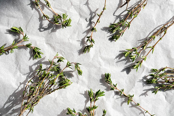 Thyme sprigs, close up. Twigs of thymus serpyllum.