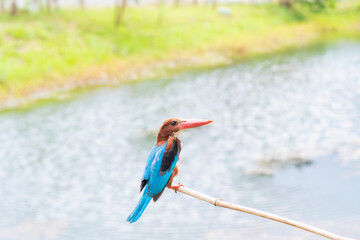 colorul kingflsher lonely looking at nature