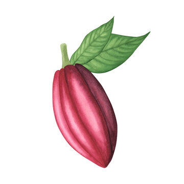 Cocoa pod isolated on white background. Watercolor hand drawn illustration.Art for design chocolate