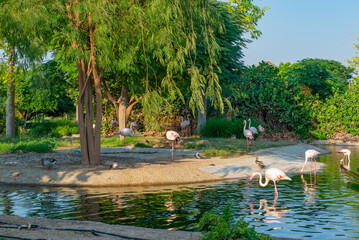 many pink flamingos live on the lake in the zoo