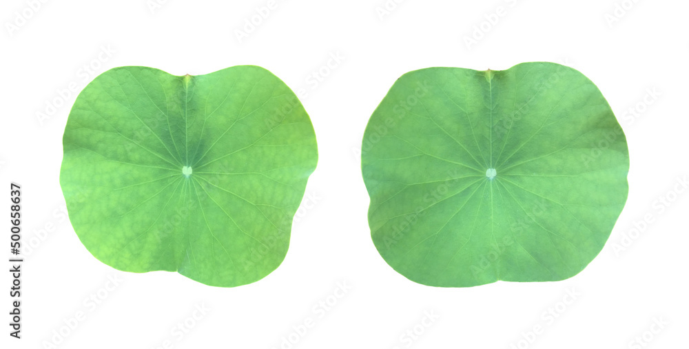 Canvas Prints isolated waterlily or lotus leaf with clipping paths.