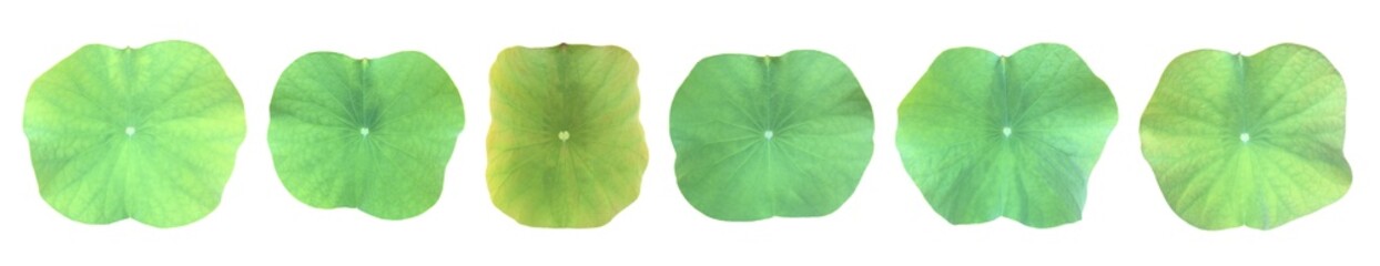 Fototapeta na wymiar Isolated waterlily or lotus leaf with clipping paths.