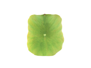 Naklejka na ściany i meble Isolated waterlily or lotus leaf with clipping paths.