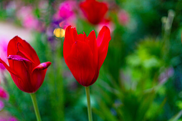 あしかがフラワーパークの花