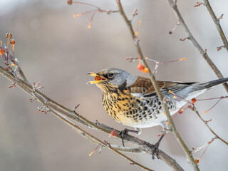 Fieldfare sitting on the bush and feeding on wild red apples in winter or early spring time.