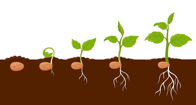 Plant growth stages, sprout grow cycle of seeds of tree or flower, vector agriculture seedling process. Plant grow stages from seed to leaf sprout in ground, garden or farm sapling phases