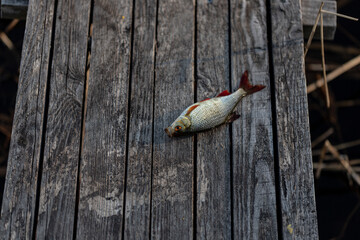 caught common roach (Rutilus rutilus) on wooden footbridge