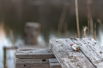 caught common roach (Rutilus rutilus) on wooden footbridge