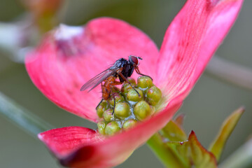 Dogwood Blossom Fly 03