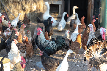 Various free range chickens, ducks, turkey at organic farm