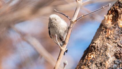 European long-tailed tit, latin name Aegithalos caudatus. A bird sitting on a branch in a deciduous forest.