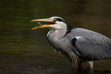 Graureiher (Ardea cinerea)