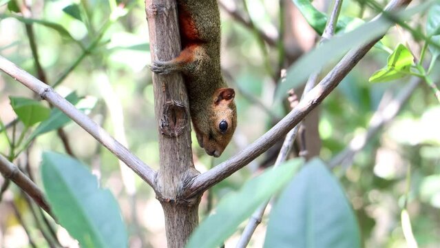 The red-bellied tree squirrel climbs on the tree. Pallas's squirrel (Callosciurus erythraeus) in a tropical nature, Thailand.