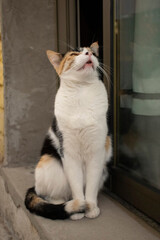 kittens posing for a photo session while resting on an autumn day inside the house