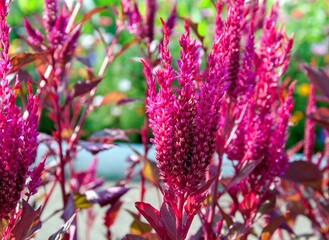 Amaranth or schiritsa (Latin Amaranthus) on a summer morning 