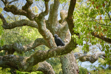 木の枝に止まるカラス