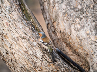 Common chaffinch, Fringilla coelebs, sits on a tree. Common chaffinch in wildlife.