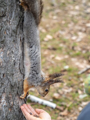 A squirrel in the spring or autumn eats nuts from a human hand. Eurasian red squirrel, Sciurus vulgaris
