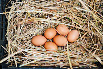 a chicken coop. a nest with chicken eggs. laying hen. 