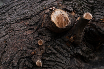 Rustic tree bark texture background