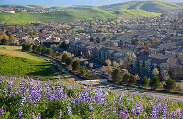 Spring Flowers Blossoming in San Francisco East Bay, California