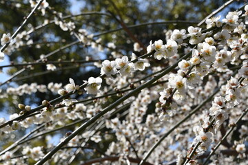 城南宮の白梅