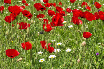View of a meadow with red poppies and white daisies. Soft Focus