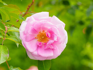 Obraz premium 春のバラの花