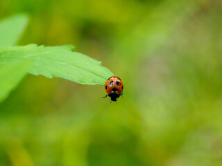 春のナナホシテントウ