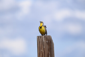 The western meadowlark - Sturnella neglecta