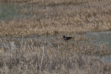 Red-winged Blackbird