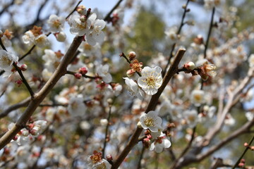城南宮の白梅