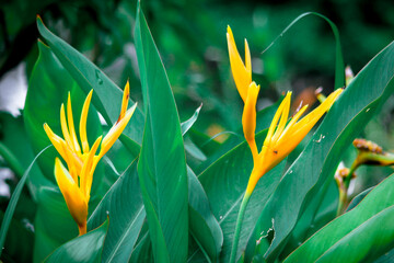 Obraz premium Bird of paradise flowers yellow with green leaves There are many in Asia.