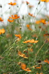 A field of starburst flowers, cosmos, blooming in the warm sunlight in the late afternoon.