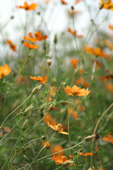 A field of starburst flowers, cosmos, blooming in the warm sunlight in the late afternoon.