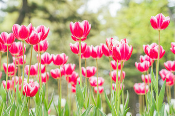 チューリップ