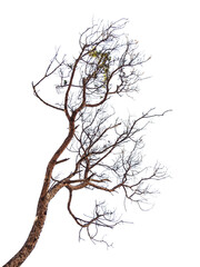 The pattern of dry leafless tree isolated on white background.