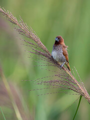 Scaly-breasted munia , bird wallaper, nature, Lonchura ,wildlife wallpaper