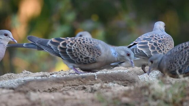 Oriental turtle dove or rufous turtle dove (Streptopelia orientalis) feeding on the ground at Sattal in Uttarakhand, India