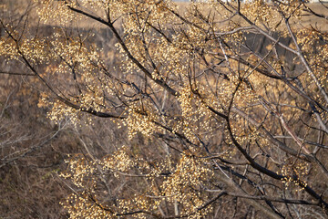 実が付いた冬のセンダン（Melia azedarach）の木／センダン科【日本・1月】