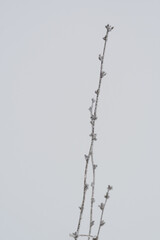 A snow-covered, dry path covered with frost and ice crystals. Snowy steppe with a dry blade of grass, ice crystals and frost on a dry blade of grass in the steppe.