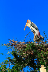 painted stork (Mycteria leucocephala) brid standing on bird nest against clear blue sky