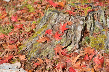 紅葉と切株