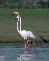 Flock of Greater Flamingos with their pink reflection in the waters at Bhigwan in Maharashtra, India