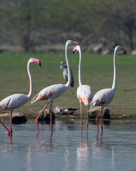 Flock of Greater Flamingos with their pink reflection in the waters at Bhigwan in Maharashtra, India