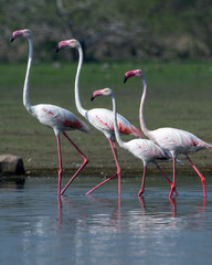 Fototapeta premium Flock of Greater Flamingos with their pink reflection in the waters at Bhigwan in Maharashtra, India
